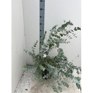 EUCAL CINEREA