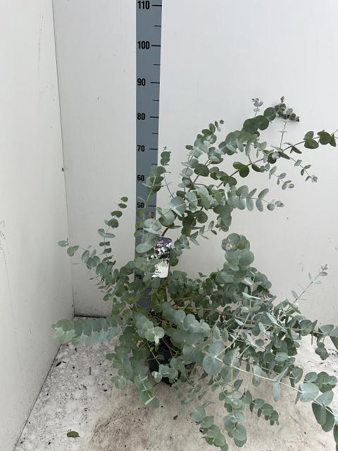 <h4>EUCAL CINEREA</h4>