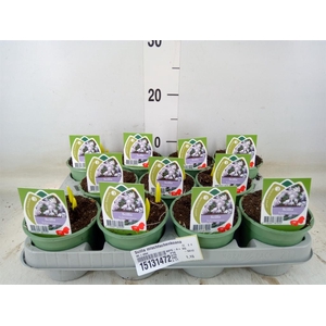 Scilla mischtschenkoana