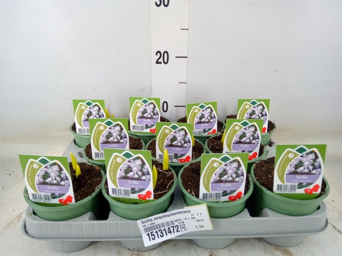 <h4>Scilla mischtschenkoana</h4>