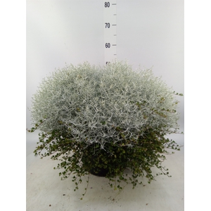 Leucophyta brownii 'Silvercalos'