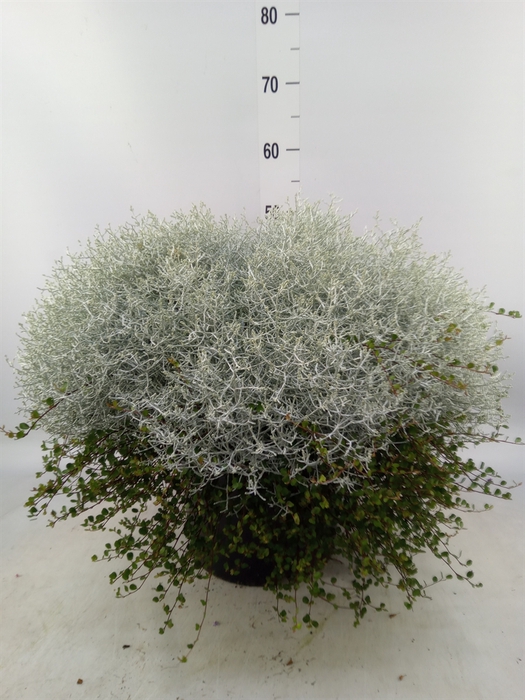 <h4>Leucophyta brownii 'Silvercalos'</h4>