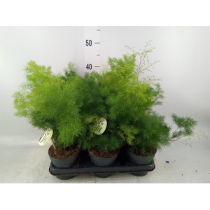 Asparagus umbellatus