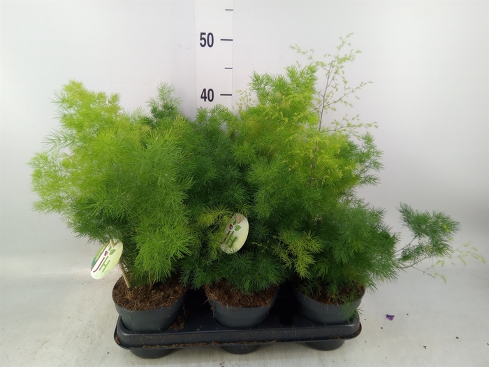 <h4>Asparagus umbellatus</h4>