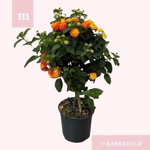 Lantana camara Simon Orange