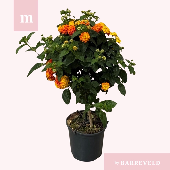 <h4>Lantana camara Simon Orange</h4>