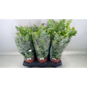 Phlebodium aureum 'Davana'