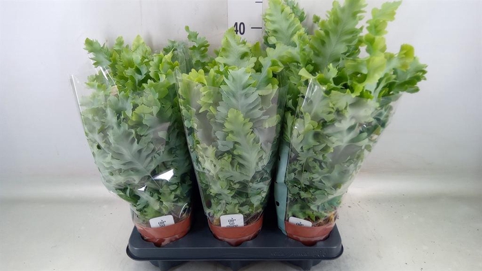 <h4>Phlebodium aureum 'Davana'</h4>