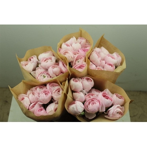 Ran Cloni Ex Lady Hanoi Pink