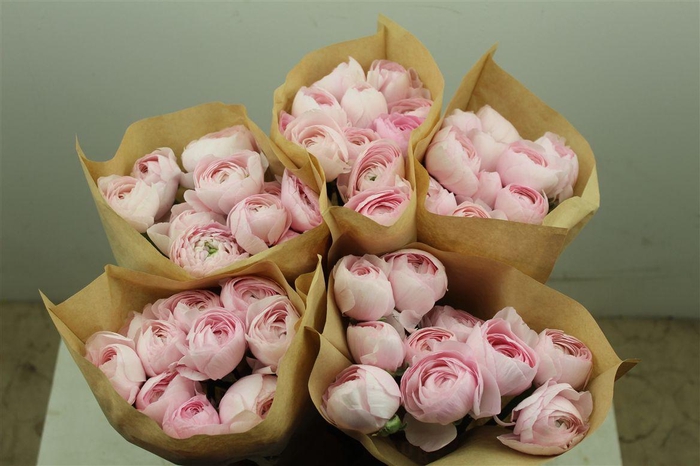 <h4>Ran Cloni Ex Lady Hanoi Pink</h4>