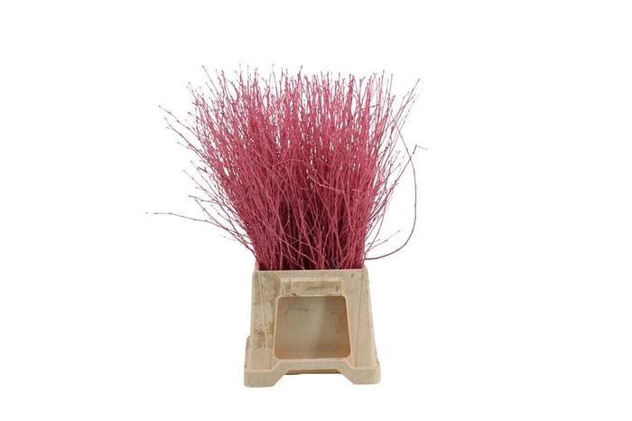 <h4>Berk ( Birch ) Pink</h4>