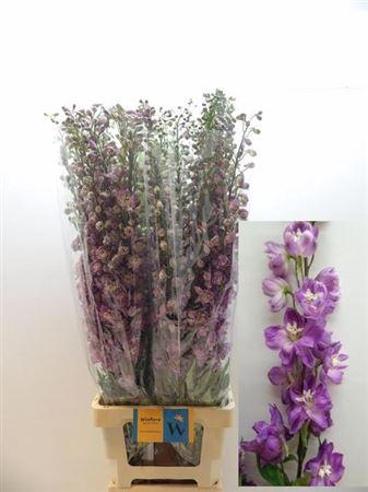 <h4>Delph El Mixed</h4>