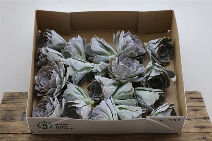 <h4>Echeveria Trebbori Klein X20</h4>