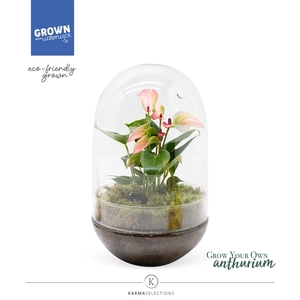 Anthurium - Karma Hotlips | Terrarium Egg