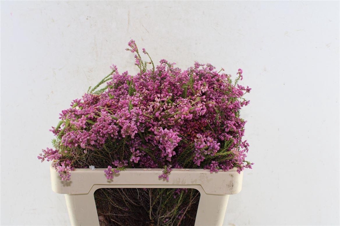 <h4>Kaaps Erica Cubica</h4>