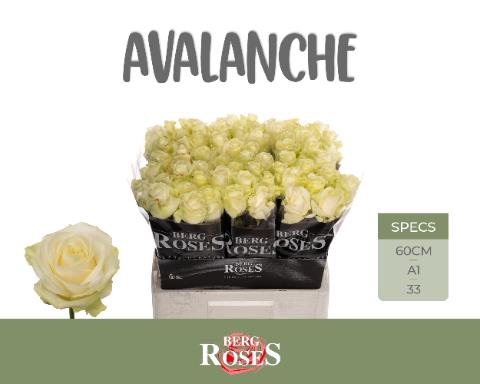 R GR AVALANCHE+