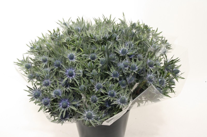 <h4>Mono Distel Orion blauw x 5</h4>