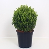 Buxus semp. Ball 20 cm P17