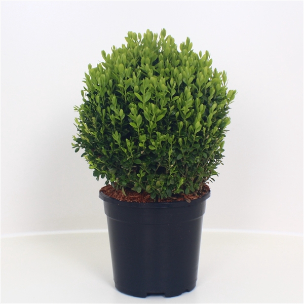 Buxus semp. Ball 20 cm P17