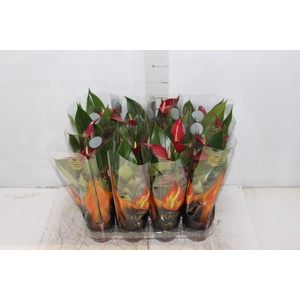 ANTHURIUM BANDEROLA ROJA P09