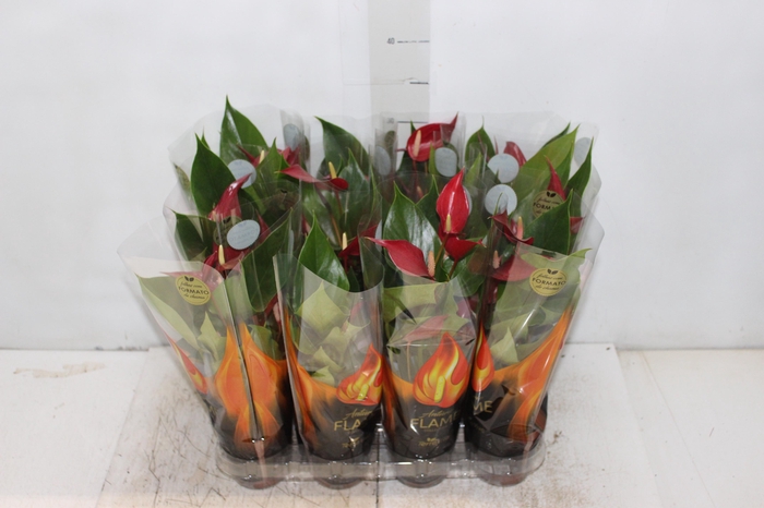 <h4>ANTHURIUM BANDEROLA ROJA P09</h4>