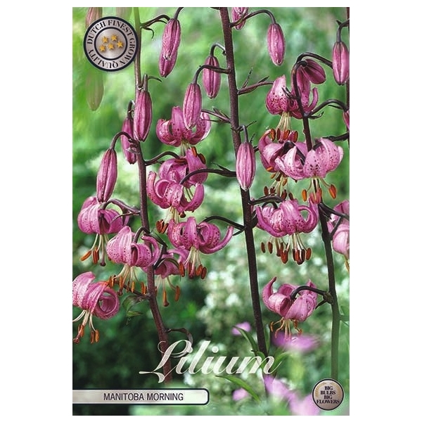 <h4>Lilium Manitoba Morning x1 16/18</h4>