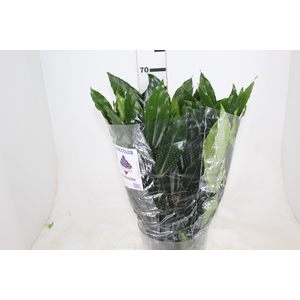 FOLHAGEM COCCULUS LAURIFOLIUS 070 CM
