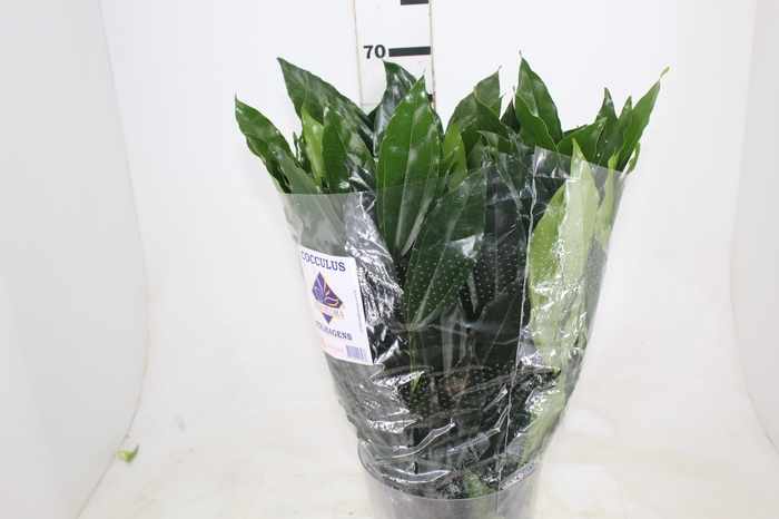 <h4>FOLHAGEM COCCULUS LAURIFOLIUS 070 CM</h4>