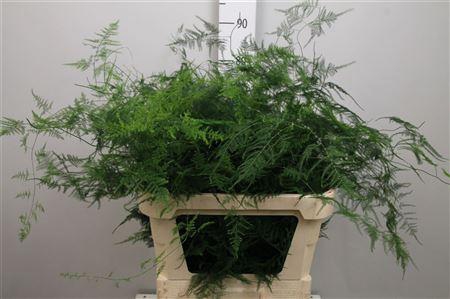 <h4>Asparagus Setaceus</h4>