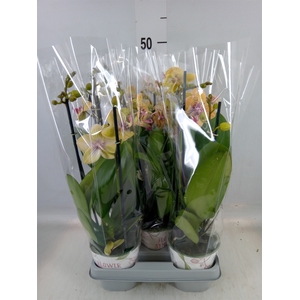 Phalaenopsis   ...mix