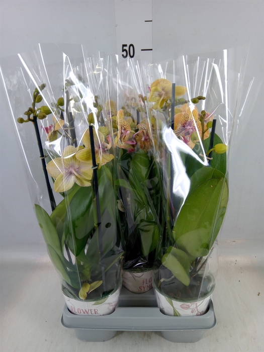 <h4>Phalaenopsis   ...mix</h4>