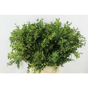 BUXUS SEMP BS
