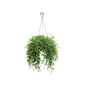 COLUMNEA CONODANTE C21