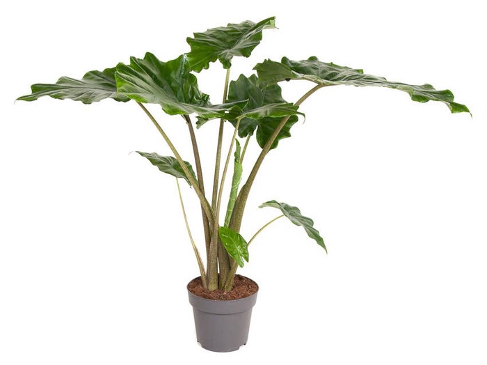 <h4>Alocasia Portodora</h4>