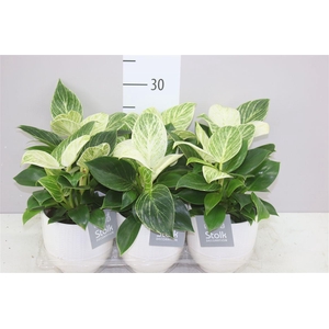 Philodendron White Wave In Liv Keramiek