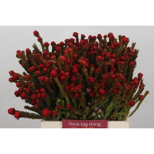 Kaaps Groen Tortum Red