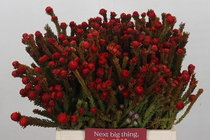 Kaaps Groen Tortum Red