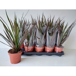 Dracaena marg. 'Magenta'