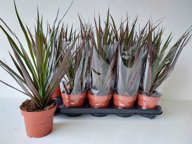 <h4>Dracaena marg. 'Magenta'</h4>