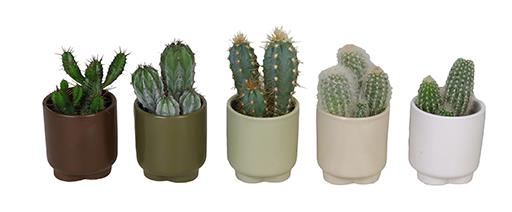 CACTUS MIX P6 L 66178