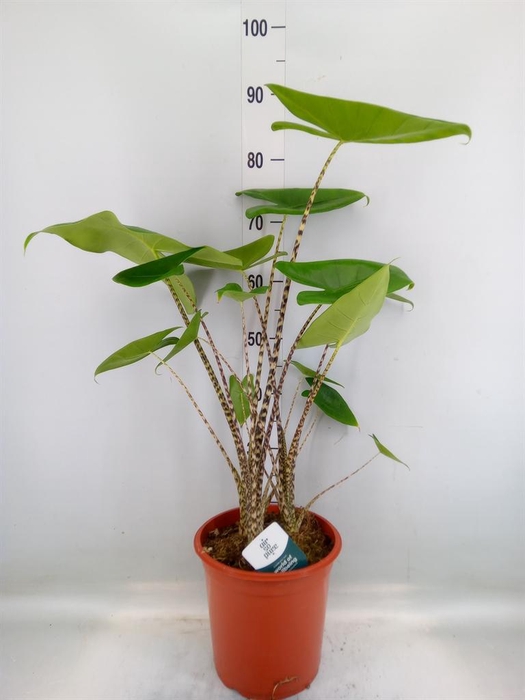 <h4>Alocasia zebrina</h4>