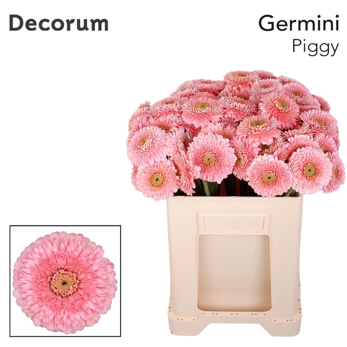 <h4>GE MB POMPONI PIGGY</h4>