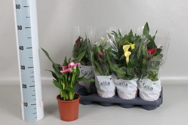 <h4>ZANT GEM 4 KL</h4>