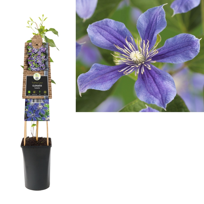 <h4>Clematis 'Arabella' +3.0 label</h4>