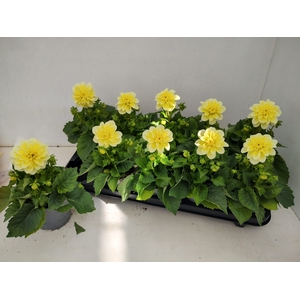 DAHL HYPNO YELLOW