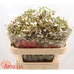 Chamelaucium Janelle