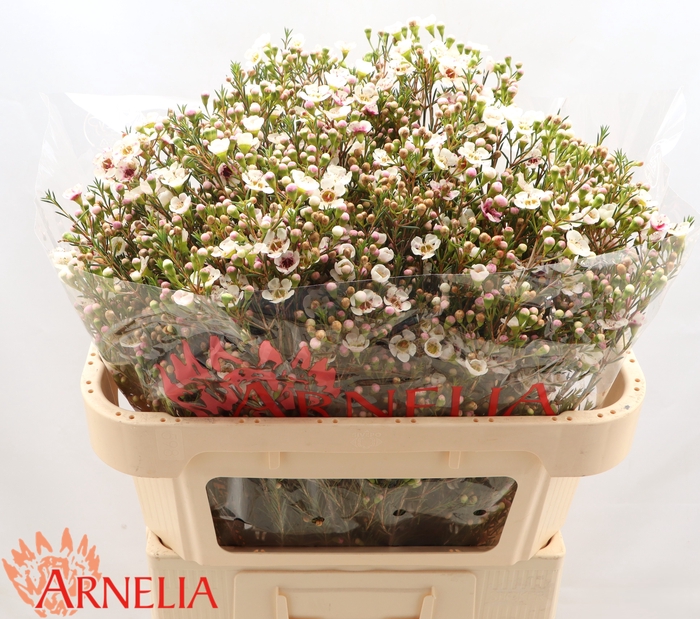 <h4>Chamelaucium Janelle</h4>