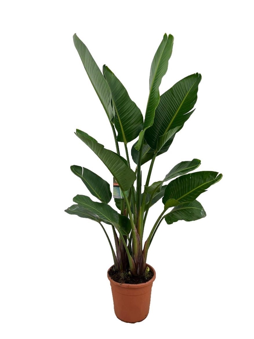 <h4>Strelitzia Augusta</h4>