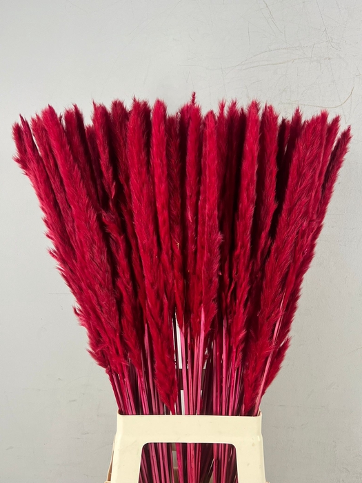 <h4>DF Pampas Silvy Bs 10pc Red</h4>