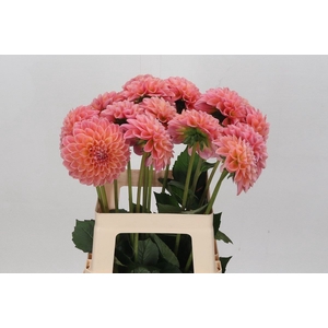 Dahlia BA 'Lindas Baby'